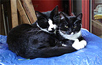 Tippie & Richie - Farm Cats