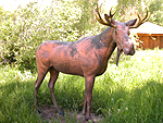 copper moose